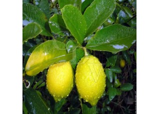 Ar&ocirc;me Citron - 5ml