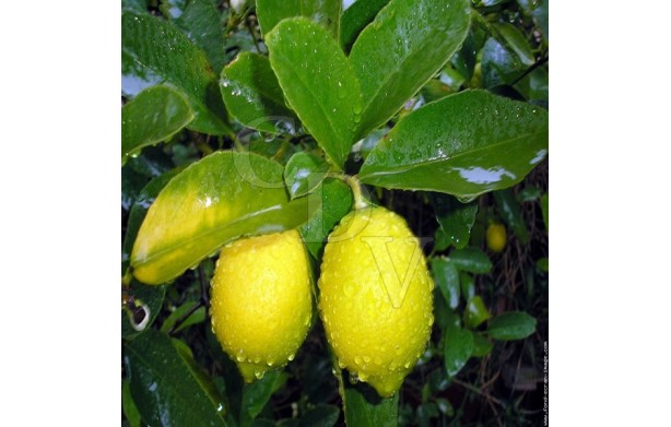 E-Liquide Citron - 5ml