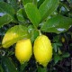 E-Liquide Citron - 5ml