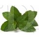 E-Liquide Menthol - 30ml VG