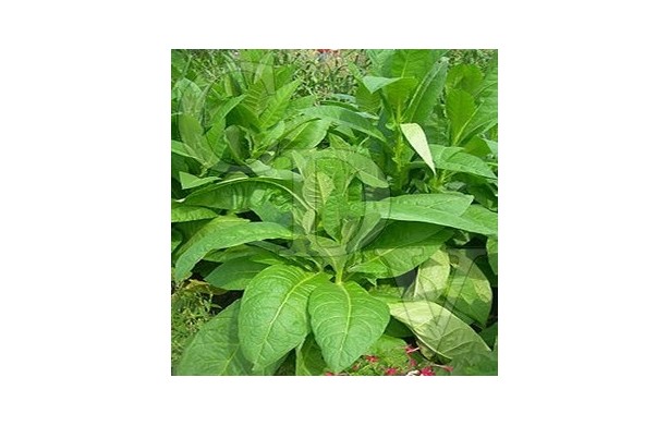 Ar&ocirc;me Deluxe Tobacco - 30ml