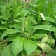 Arôme Deluxe Tobacco - 30ml