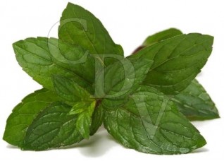 Ar&ocirc;me Menthol