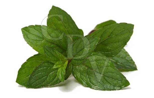 E-Liquide Menthol - 5ml