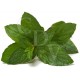 Arôme Menthol