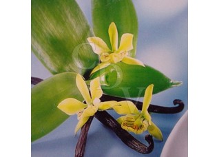 Ar&ocirc;me Vanille